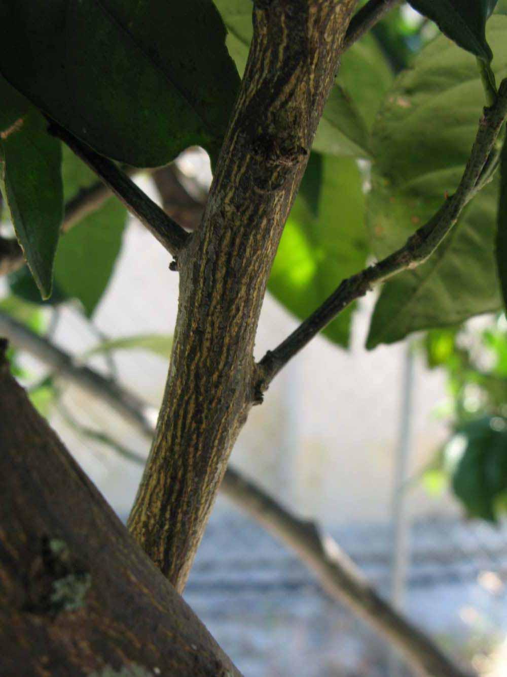              Second - third year twig (Winter Haven, FL)       